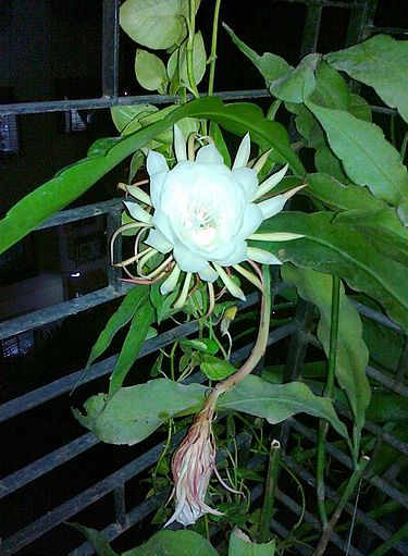 Tuoksulehtikaktus (Epiphyllum oxypetalum).