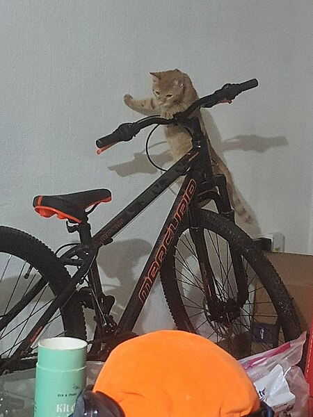 File:Bicicleta vs gato.jpg