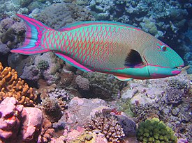 Naamiopapukaijakala (Cetoscarus bicolor)