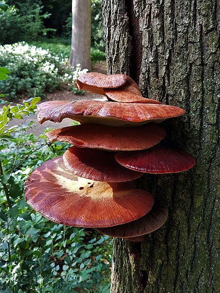 File:Biefstukzwammen (Fistulina hepatica).jpg