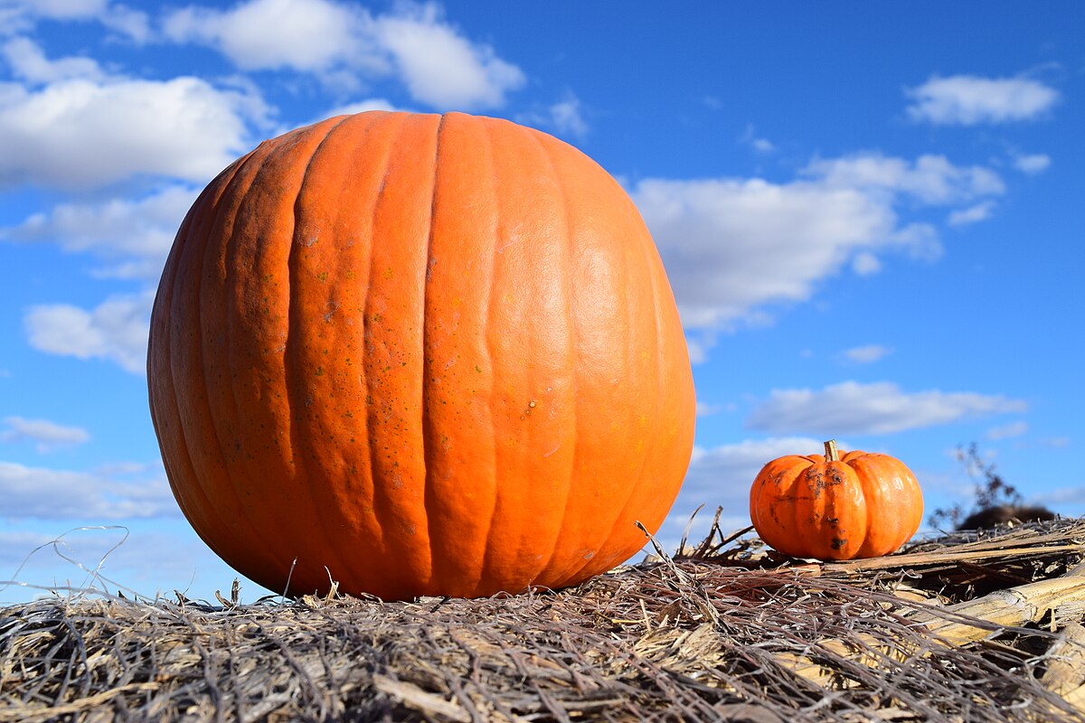 File:Big & Small Pumkins.JPG - Wikimedia Commons