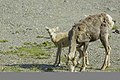Bighorn sheep (Ovis canadensis) - Jasper National Park 10.jpg