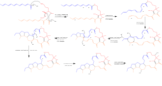 Figure 1. Proposed mechanism of HSAF biosynthesis Biosynthesis of Dihydromaltophilin in Lysobacter.svg