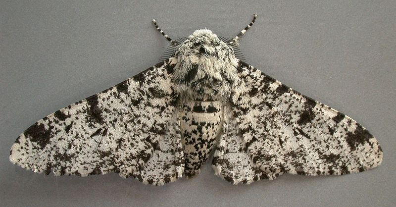 File:Biston betularia, Peppered Moth, Trawscoed, North Wales, June 2006 (20923116199).jpg