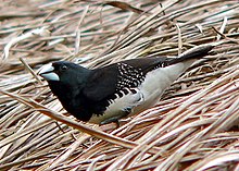 Mannikin preto e branco (Spermestes bicolor) (7699911414), crop.jpg