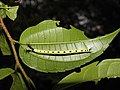 Black Prince Rohana parisatis caterpillar by Raju Kasambe DSCN1649 (8).jpg