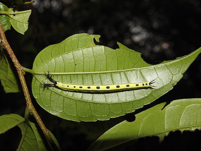 File:Black Prince Rohana parisatis caterpillar by Raju Kasambe DSCN1649 (8).jpg