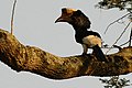 Grijsoorneushoornvogel (Bycanistes subcylindricus)