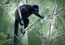 Mavi Gözlü Siyah Lemur.jpg