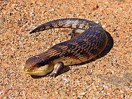 (Tiliqua nigrolutea)