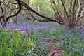 Bluebells Castle Ditches 02.jpg