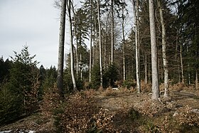 Лес на нагорье Жора
