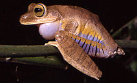 Bokermannohyla hylax