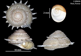 <i>Bolma minutiradiosa</i> Species of gastropod