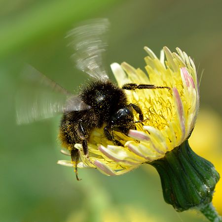 Bombus lapidarius - Sonchus arvensis - Keila.jpg