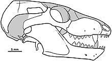 Dessin du crâne de Bonacynodon vu de droite.