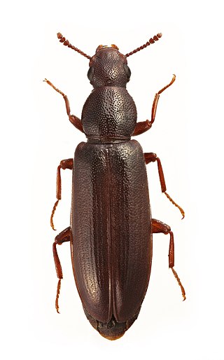 <i>Boros</i> (beetle) Genus of beetles