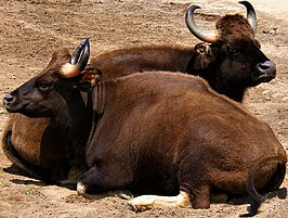 Gaur (rund)