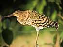 aves De Argentina