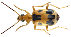 Brachinus nobilis