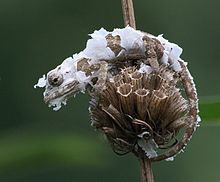 Moulting; Pietermaritzburg Bradypodion melanocephalum 0306.jpg