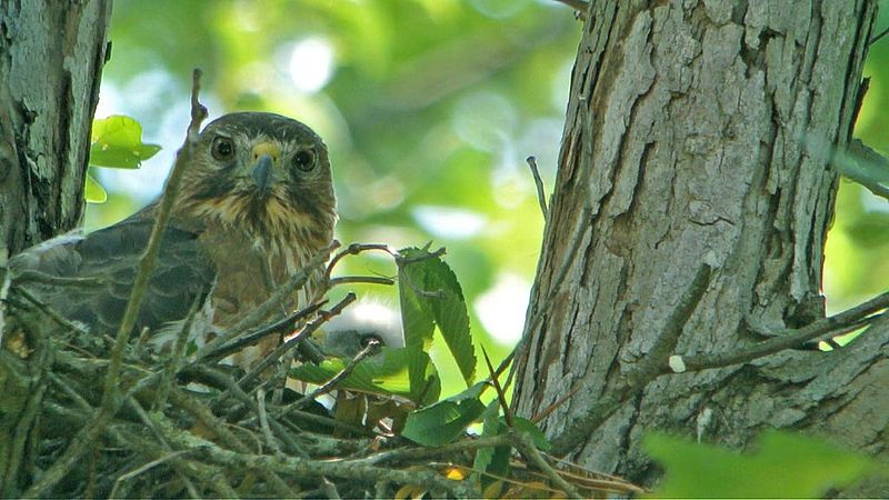 File:Broad-winged Hawk on Nest with Young (8436801010).jpg