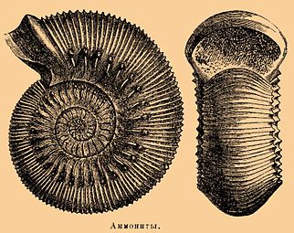 Аммониты