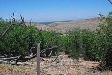 Waymarker on trail Brow Monument Trail Waymark.JPG