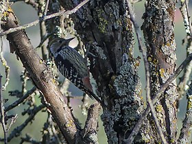 Brown-fronted Woodpecker (37558141372).jpg