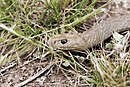 Brown snake - victoria australia.jpg