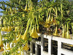 Brugmansia yellow ebre.jpg