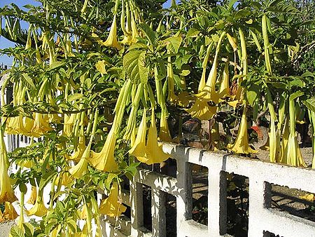 Brugmansia yellow ebre.jpg