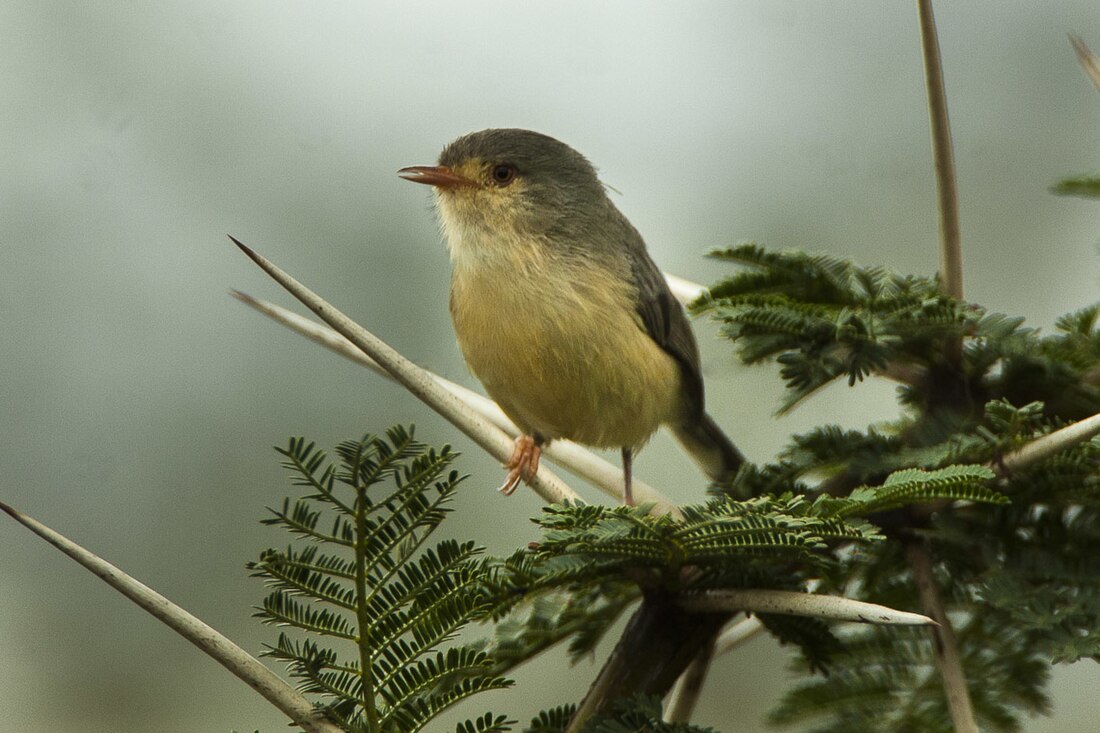 File:Buff-bellied Warbler - Kenya IMG 4584 (17330229431).jpg