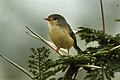 Buff-bellied Warbler - Kenya IMG 4584 (17330229431).jpg