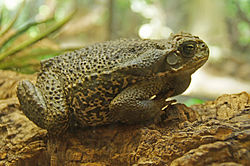 Bufo marinus 4.jpg