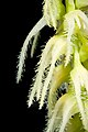 Bulbophyllum comosum