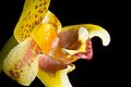 Bulbophyllum pteroglossum Labellum