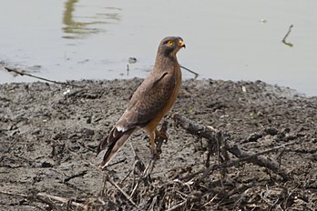 Butastur rufipennis -Far North Region, Cameroon-8.jpg