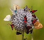 Mångfald av fjärilar, även om ett par arter dominerar på detta kort. Några fjärilsarter är endemiska för landet och begränsade till enstaka bergsmassiv.