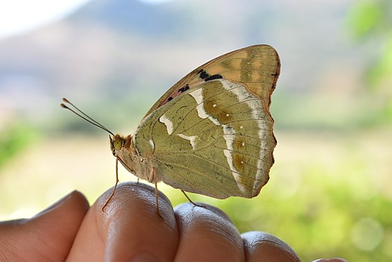 Butterfly standing on fingers