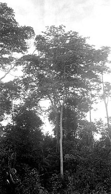 COLLECTIE TROPENMUSEUM Pentaspadon Motleyi Kail boom bij Pelandjau op Barat-Kalimantan TMnr 10012629.jpg