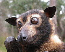 The prominent eyes of the spectacled flying fox CSIRO ScienceImage 3220 Spectacled flying fox.jpg