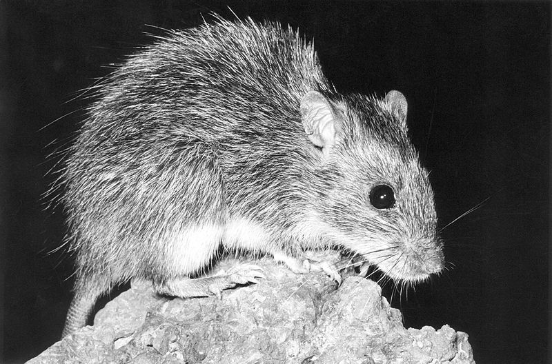 File:CSIRO ScienceImage 4515 The longhaired rat Rattus villosissimus.jpg