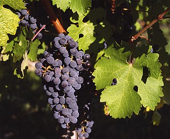 Cabernet Sauvignon grape cluster, shown by DNA...