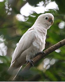 Cacatua goffiniana - ағашта-6.jpg