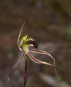 Caladenia bruniella