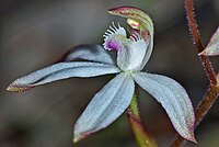 Caladenia dimorpha