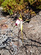 Caladenia granitora