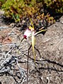 Caladenia granitora