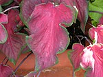 Caladium bicolor 'Florida Red Ruffles' Leaves 3264px.JPG